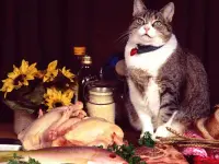 Funny Cats Puzzle image