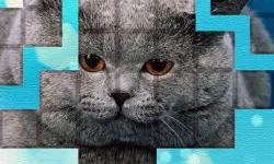 PicPu - Cat Puzzle image