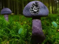 image bg Mushroom Forest Adventure
