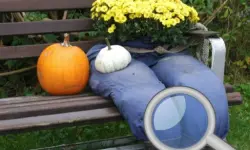 Autumn Garden - Find 100 butterflies image